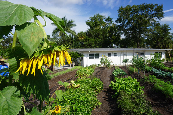 Organic garden at Shangri-La Springs